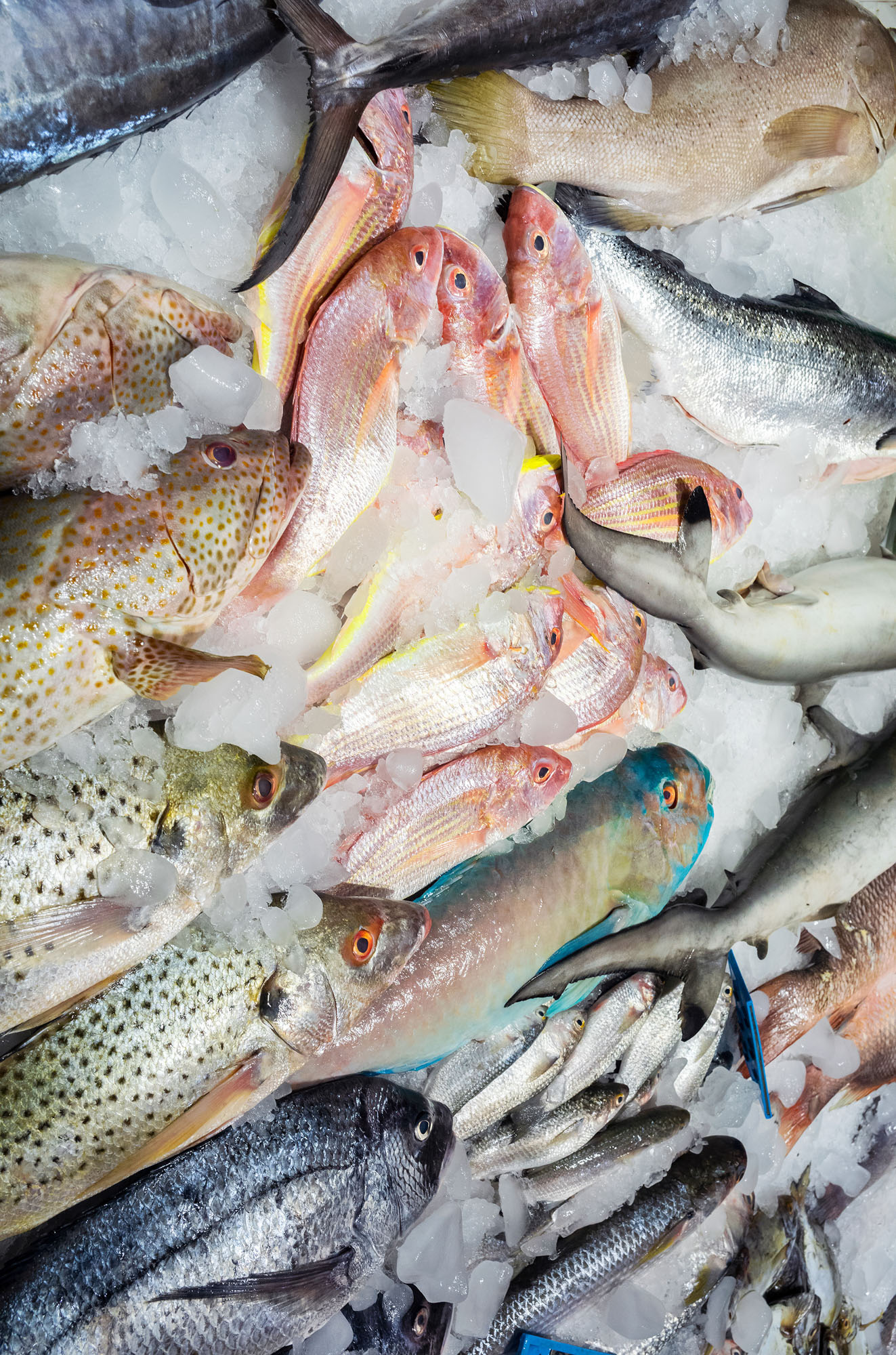 Farah Al Qasimi, Fish Market, 2022; courtesy the artist; © Farah Al Qasimi